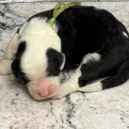 Bugsy - Black and white male Sheepadoodle puppy in Chesapeake, Virginia from Doodle-Cove