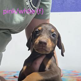 Female 3 - Red and rust female Doberman Pinscher puppy in Lake City, Florida from Providence Kennels