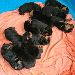 Rottweiler Puppies from A & Y Guardian Rottweiler