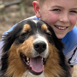 ACE - Australian Shepherd