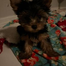 Yorkshire Terrier Puppies from Happy Tails Yorkies