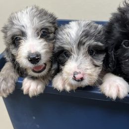Aussiedoodle and Australian Shepherd Puppies from RoseWest Farms