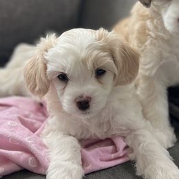 Tiramisu (Misu) - Palomino male Chinese Crested puppy in Springfield, Oregon from Rose’s Chinese Cresteds