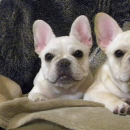 French Bulldogs from Mt Vista Frenchies