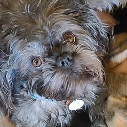 Raven - Brussels Griffon