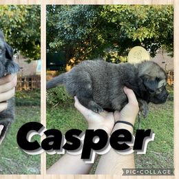Neapolitan Mastiff and Tibetan Mastiff Puppies from Carolina Coastal Mastinos