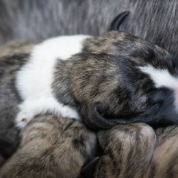 Girl 3 - Fawn brindle female Whippet puppy in Coventry, Rhode Island from Aristaios Farms