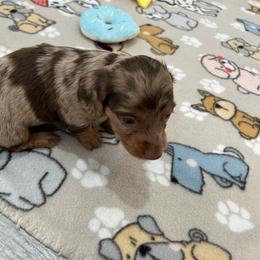 Boy 1 - Dapple Dachshund puppy in Victorville, California from Saffron