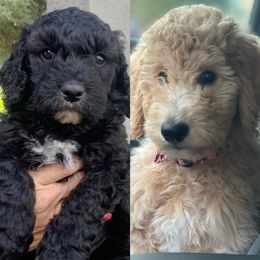 Aussiedoodle, Goldendoodle, and Labradoodle Puppies from Patriot Family Paws