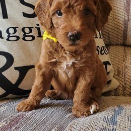 Goldendoodle Puppies from Dancing Mini Doodles