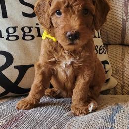 Goldendoodle Puppies from Dancing Mini Doodles