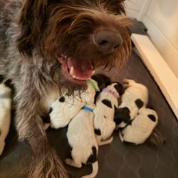 Ranger - Brown and gray male Wirehaired Pointing Griffon puppy in California from Rocking S Griffons