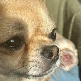 Chihuahua Puppies from Wild Mountain Chihuahuas