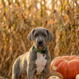 Koko - Blue brindle female Great Dane puppy in Altoona, Alabama from Sovereignty Woods Great Danes