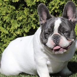 French Bulldogs from Patriot Paws Kennel