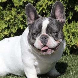 French Bulldogs from Patriot Paws Kennel