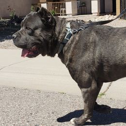 Koda - Cane Corso