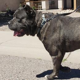 Koda - Cane Corso