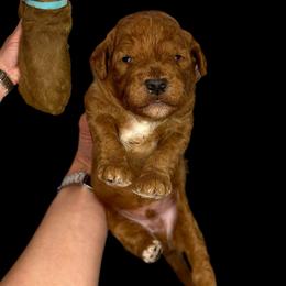 Hoppy(blue) - Red  male Goldendoodle puppy in Hot Springs, Arkansas from Hot Springs Kennels