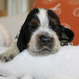 Redwood - Black white and tan male English Springer Spaniel puppy in Lexington, South Carolina from House Tiner Springers