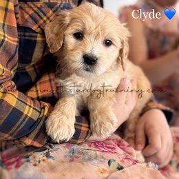 Clyde - Cream male Goldendoodle puppy in Lancaster, Minnesota from North Star Dog Training