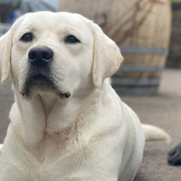 Labrador Retrievers from Mckenzie River Labrador Retrievers