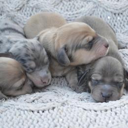 Dachshund Puppies from Dreamheart Dachshunds