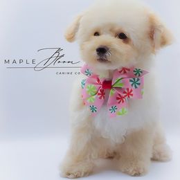 Bunny - Apricot female Poodle puppy in Glen Rose, Texas from Maple Bloom Farms