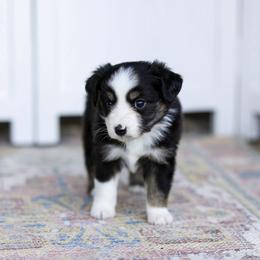 Stella - Black tri female Miniature Australian Shepherd puppy in Prague, Oklahoma from Clay Creek Aussies