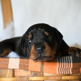 Blue - Black and rust male Doberman Pinscher puppy in Overton, Texas from Obsidian Kennel