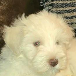 Fritz - Wheaten male Miniature Schnauzer puppy in Graham, Washington from Kristy's French Bulldogs & Mini Schnauzers