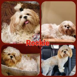 Rockie - Shih Tzu