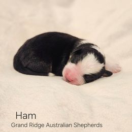 Ham - Black tri-color male Australian Shepherd puppy in Fort Wayne, Indiana from Grand Ridge Australian Shepherds