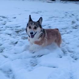 Missy - Pembroke Welsh Corgi