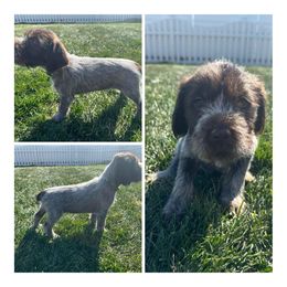 Buck - Wirehaired Pointing Griffon puppy in Jerome, Idaho from Double R Griffons
