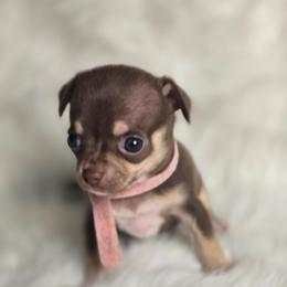 Hershey - Chocolate and tan female Chihuahua puppy in Plainfield, Indiana from Abby's Pampered Pooches