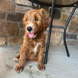 Phoebe - Red  female Goldendoodle puppy in Bellevue, Iowa from River Town Doodles