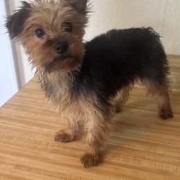 Lacy - Yorkshire Terrier