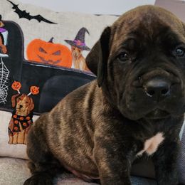 Lime collar - Brindle Boerboel puppy in Royse City, Texas from Leontix Boerboels