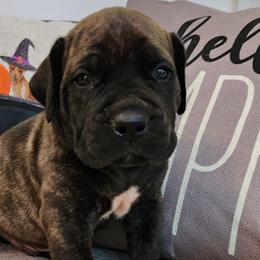 Lime collar - Brindle Boerboel puppy in Royse City, Texas from Leontix Boerboels
