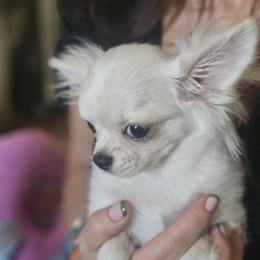 AKC Fluffy girl - Fawn and white female Chihuahua puppy in Brooklyn, New York from Nadezhda's Chihuahuas