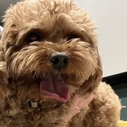 Cavapoos from Corringtons Curls