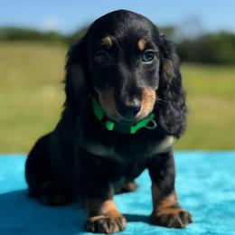 Sebastian - Black and tan male Dachshund puppy in Lincoln, Arkansas from Red Dirt Dachshunds