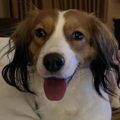 Whisper - Nederlandse Kooikerhondje