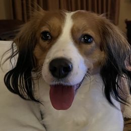 Whisper - Nederlandse Kooikerhondje