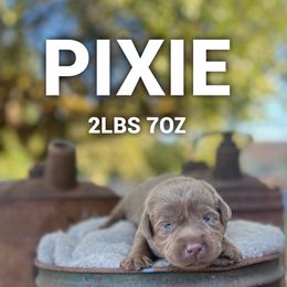 Pixie - Silver female Dilute Retriever puppy in Puyallup, Washington from 12 Door Farm Labradors