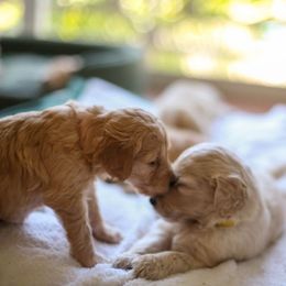 Goldendoodle Puppies from Jennifer's Canines