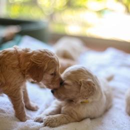 Goldendoodle Puppies from Jennifer's Canines