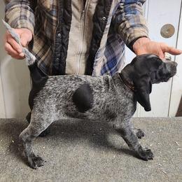 Girl 4 - Blue ticked and tan female Bluetick Coonhound puppy in Caneville, Kentucky from Bluegrass Blueticks (BGK)