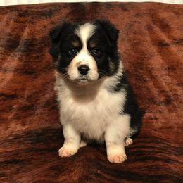 Australian Shepherds from RocksStars’ Aussies